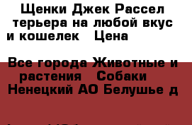 Щенки Джек Рассел терьера на любой вкус и кошелек › Цена ­ 13 000 - Все города Животные и растения » Собаки   . Ненецкий АО,Белушье д.
